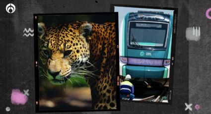 Tren Maya: exhiben impresionante video de jaguares… ¿cuántos quedan en México?