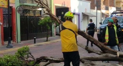 Colapsan 37 árboles por la fuerte lluvia de ayer en la noche en León