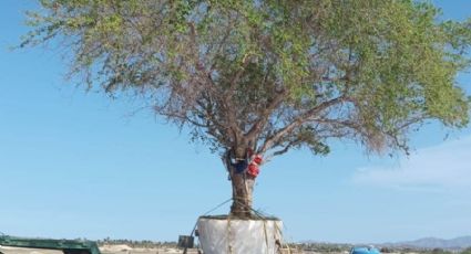 Municipio de León vigila el trasplante de árboles de colonia del Barrio a la Moderna