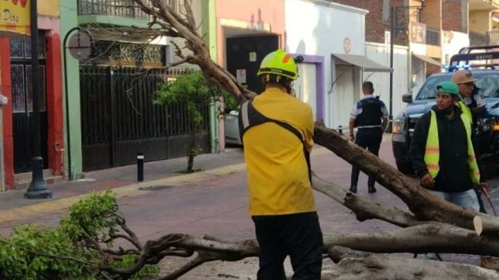 Colapsan 37 árboles por la fuerte lluvia de ayer en la noche en León