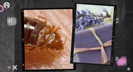 Chinches en casa: elimínalas con este jabón de lavanda de forma sencilla