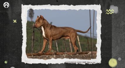 Pitbull ataca a niño en Morelos; recibe grave mordida en la cabeza