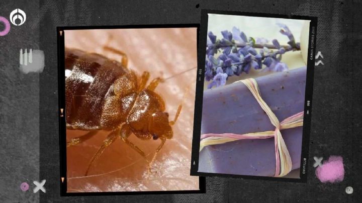 Chinches en casa: elimínalas con este jabón de lavanda de forma sencilla