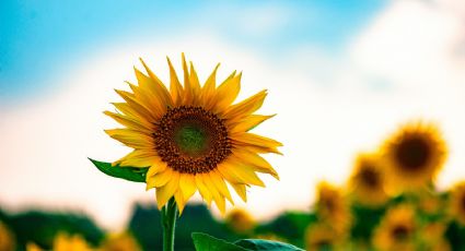 Regalar flores amarillas el 21 de septiembre: Una tradición llena de significado