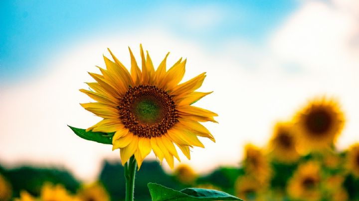 Regalar flores amarillas el 21 de septiembre: Una tradición llena de significado