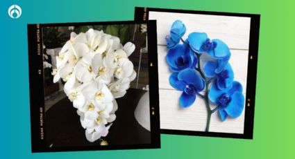 ¿Cómo cambiar el color a una orquídea? Así puedes pasarla de blanco a azul