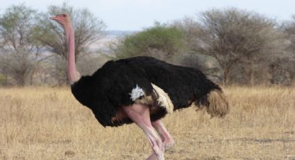 Guacamayas y hasta ¡avestruces!; continua en aumento reportes de mascotas silvestres en Altamira