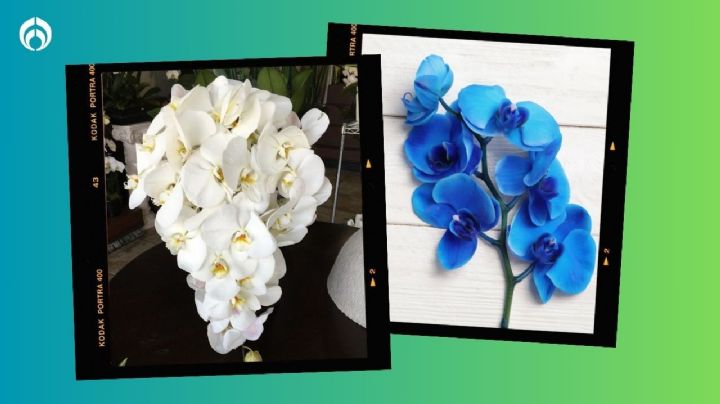 ¿Cómo cambiar el color a una orquídea? Así puedes pasarla de blanco a azul