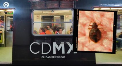 ¿Hay plaga de chinches en el Metro de la CDMX? Esto es lo que sabemos