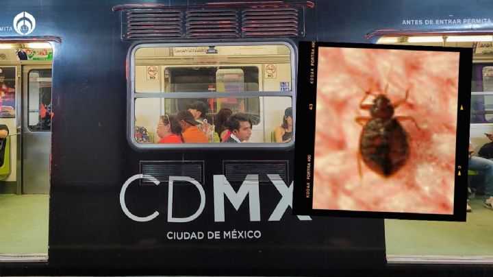 ¿Hay plaga de chinches en el Metro de la CDMX? Esto es lo que sabemos