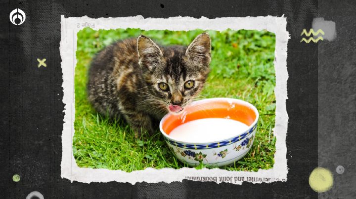 Esta es la mejor leche para darle a tu gatito