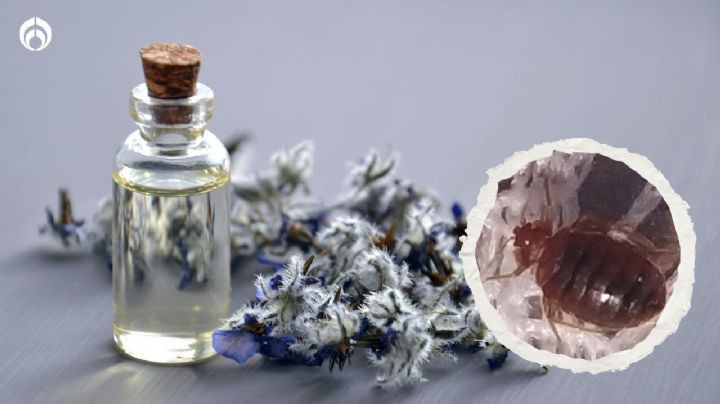 Aceite de neem o aceite de lavanda: ¿cuál es mejor contra las chinches?