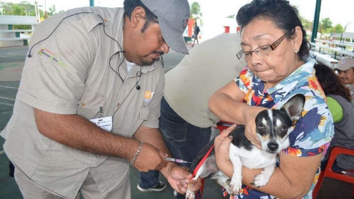 Protege a tus lomitos y michis: Fecha y sede de la jornada de vacunación antirrábica en Quintana Roo