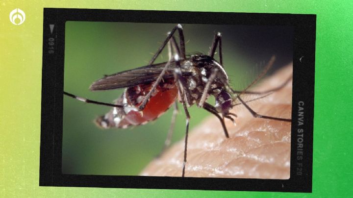 Así puedes deshacerte de los mosquitos con un solo ingrediente casero