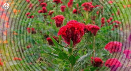 El pasaje multicolor en San Rafael Delgado busca revivir con su floricultural belleza natural