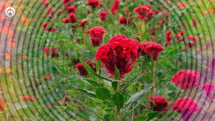 El pasaje multicolor en San Rafael Delgado busca revivir con su floricultural belleza natural