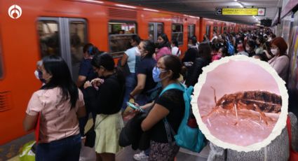 Chinches en el Metro CDMX: mezcla sencilla para lavar tu ropa y no hayan larvas ni huevecillos