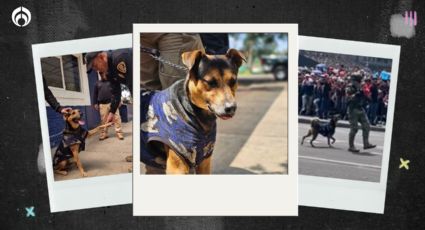 (VIDEO) ¿Qué pasó con el perrito que se coló al desfile? Ahora es ‘Cadete’ y busca hogar