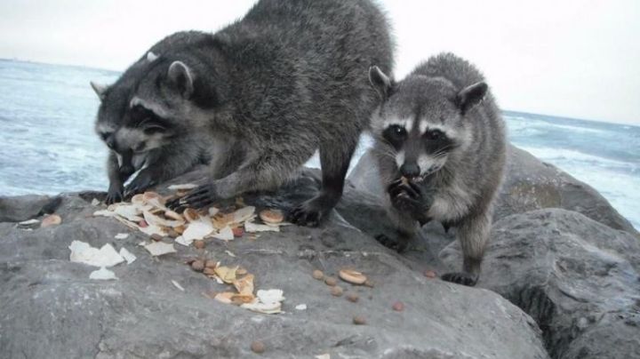 Mapaches, emblema de los maderenses: buscan instalar "mapachario" en Zona Sur de Tamaulipas