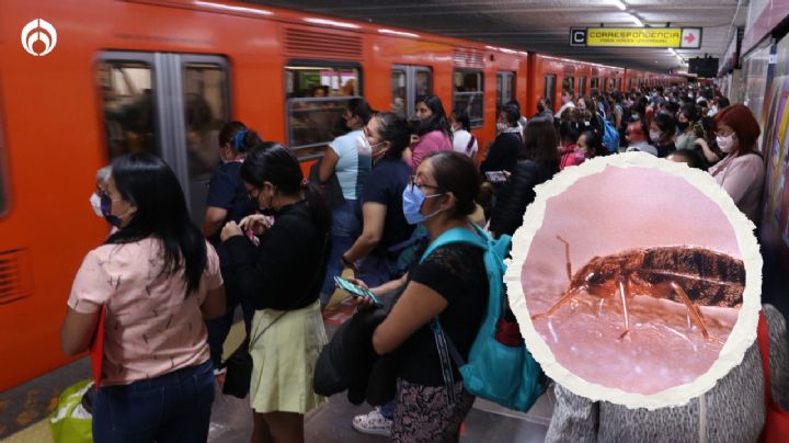 Chinches en el Metro CDMX: mezcla sencilla para lavar tu ropa y no hayan larvas ni huevecillos