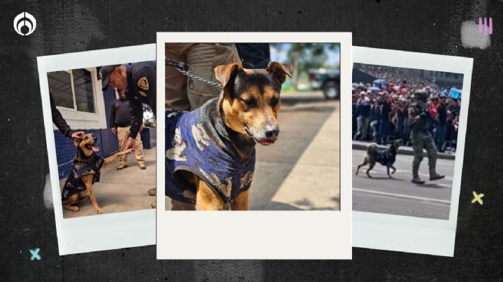 (VIDEO) ¿Qué pasó con el perrito que se coló al desfile? Ahora es ‘Cadete’ y busca hogar