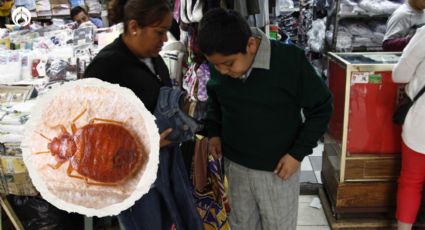 Chinches: así puedes saber si el uniforme de tus hijos está infestado