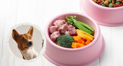 Perritos: estas son las frutas y verduras ideales para su alimentación, según experto