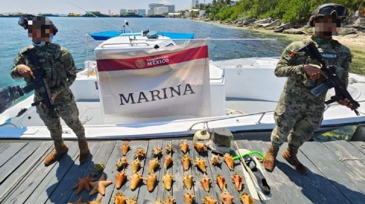 Marina incauta cargamento de caracol rosado y estrellas de mar; especies en periodo de veda