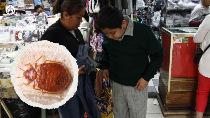 Chinches: así puedes saber si el uniforme de tus hijos está infestado