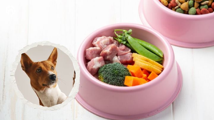 Perritos: estas son las frutas y verduras ideales para su alimentación, según experto