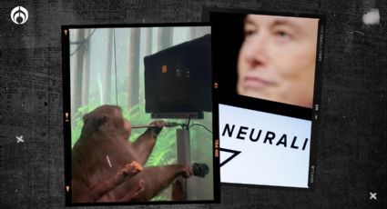 El lado oscuro de Elon Musk: lo acusan de muerte de monos por experimentos cerebrales