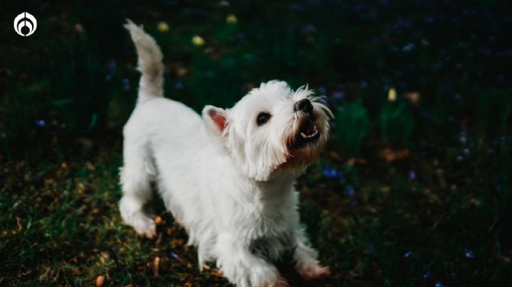 ¿Por qué mi perro me muerde las manos? No creerás la respuesta