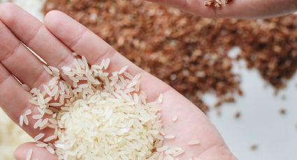 ¿Qué marcas de arroz son de plástico y cómo detectarlo?