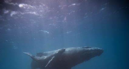 ¿Qué sabemos de las ballenas gracias a las bombas atómicas?