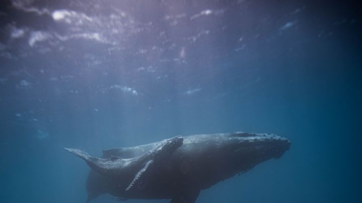 ¿Qué sabemos de las ballenas gracias a las bombas atómicas?