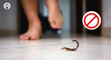 4 formas de evitar que entren arañas y alacranes a tu casa