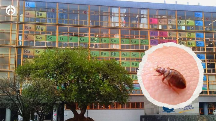 Denuncian chinches en la UNAM: cierran Facultad de Química para investigar plaga