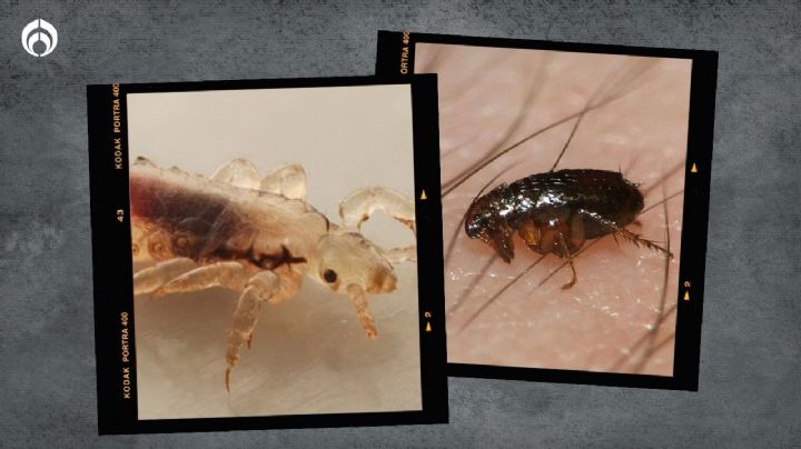 Chinches vs. piojos vs. pulgas: GUÍA DEFINITIVA para diferenciar las plagas de estos insectos