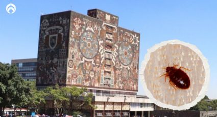 Cierran la Facultad de Química: Fumigan escuela de la UNAM tras denuncia de plaga de chinches