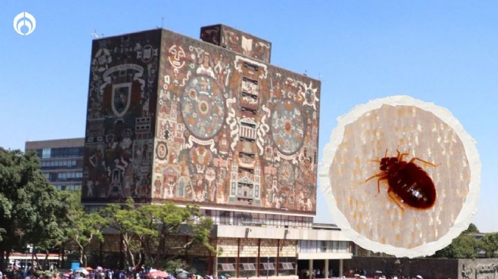 Cierran la Facultad de Química: Fumigan escuela de la UNAM tras denuncia de plaga de chinches