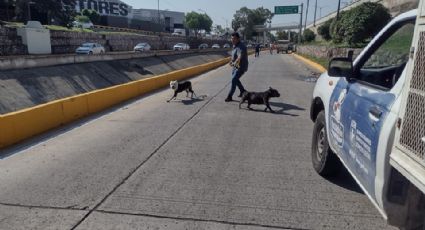 Perros salvajes que atacaron a tres personas en León presentan maltrato animal