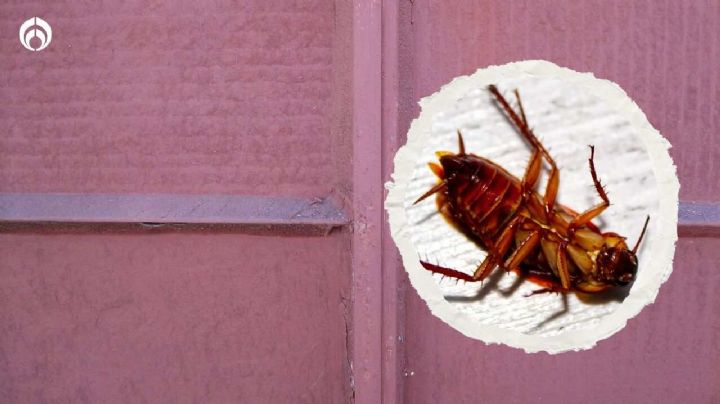 Con estos 6 pasos tapa fácilmente los agujeros de cucarachas en casa