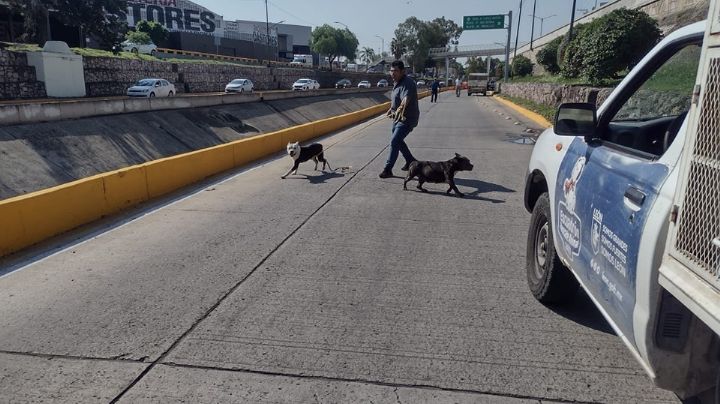 Perros salvajes que atacaron a tres personas en León presentan maltrato animal