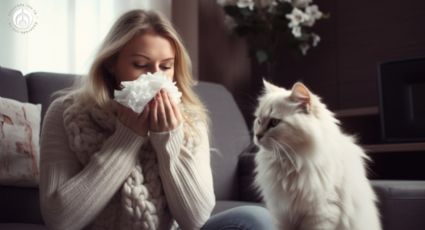 ¿Alergia a los gatos? Estas son las razas que no sueltan pelo