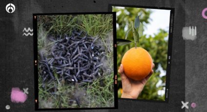 ¿Ponchallantas en naranjas? Crimen organizado las usa para robar y asaltar vehículos en carreteras del país