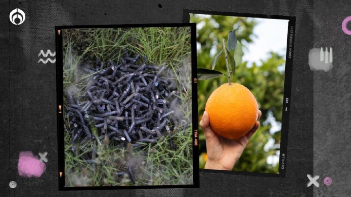 ¿Ponchallantas en naranjas? Crimen organizado las usa para robar y asaltar vehículos en carreteras del país