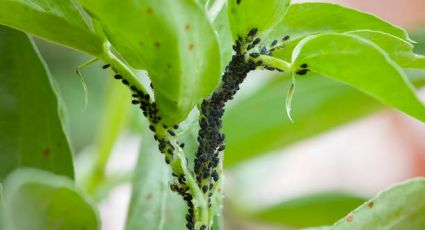 Pulgones de plantas: Los 4 métodos más efectivos de combatir la plaga de manera natural y económica