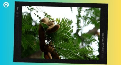 El concentrado para hacer agua de tamarindo que Profeco NO recomienda para niños