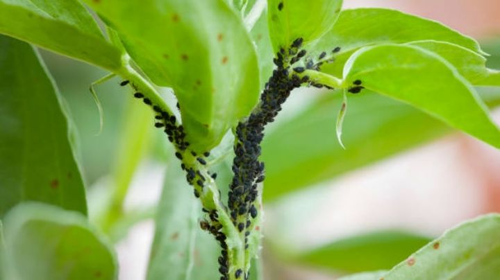 Pulgones de plantas: Los 4 métodos más efectivos de combatir la plaga de manera natural y económica