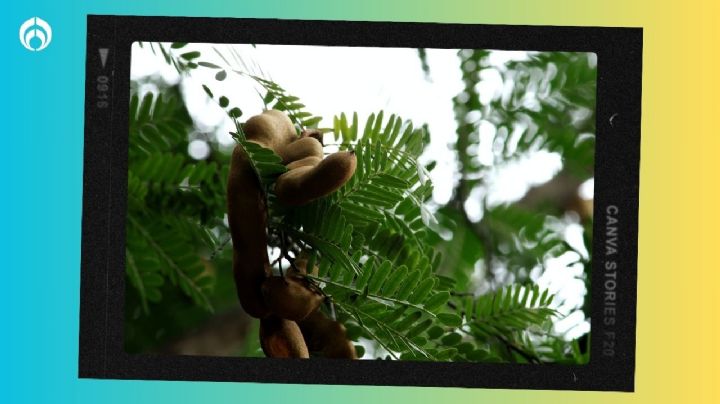 El concentrado para hacer agua de tamarindo que Profeco NO recomienda para niños